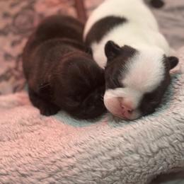Girl 2 - female French Bulldog puppy in Longs, South Carolina from Baltic French Bulldogs