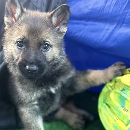 Male Puppy (one of 4) - Sable male German Shepherd puppy in Blue Ridge, Georgia from Vom Blauberge German Shepherds