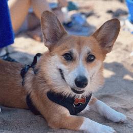 Rocket - Pembroke Welsh Corgi