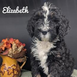 Elizabeth - Tri-color female Bernedoodle puppy in Lancaster, Minnesota from Richardville Hunde