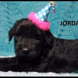 Giant Schnauzer Puppies from Jordan Giant Schnauzers