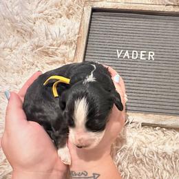 Vader - Tri-color male Bernedoodle puppy in Travelers Rest, South Carolina from Bernedoodle.do