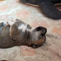 Shiba Inu Puppies from Cornerpost Shiba Inus