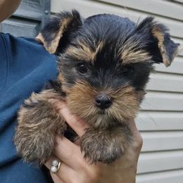 Lilo - Black and gold female Yorkshire Terrier puppy in New York Mills, Minnesota from Cheryl Kandoll