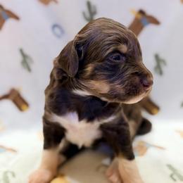 Girl2 - Red tri-color female Aussiedoodle puppy in Liberty, Texas from Poodles and Doodles Most Excellent Adventures