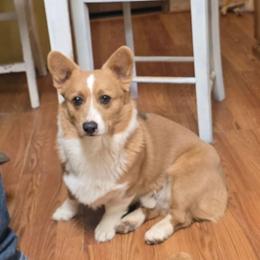 Pembroke Welsh Corgi puppies from Sweet & Salty Cowdogs