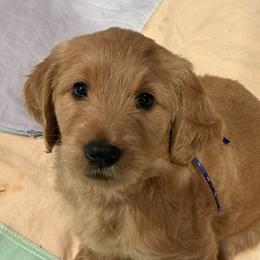 DAKOTA - Red  female Goldendoodle puppy in Porter Ranch, California from Jasperdoodle.com