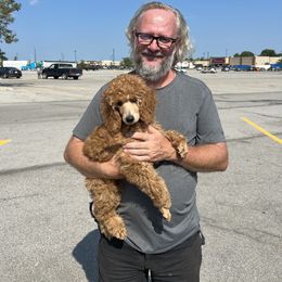 Poodle Puppies from Pawsable Prospects