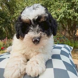 Buck - Phantom male Bernedoodle puppy in Sherman, Illinois from Shirl Doodle Life