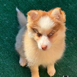 Reba - Red and white female Pomsky puppy in Eastman, Georgia from Once Upon A Pomsky