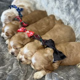 Cocker Spaniel Puppies from Bella Cavalier and Cockers
