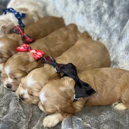Cocker Spaniel Puppies from Bella Cavalier and Cockers