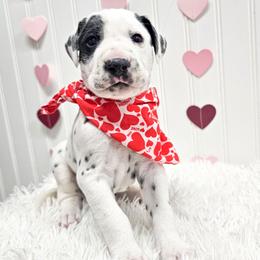 Ares - White and black male Dalmatian puppy in Gray, Georgia from Fuller Spots
