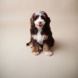 Brew - Bernedoodle