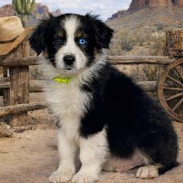 Donner - Black tri-color male Australian Shepherd puppy in Howardsville, Virginia from Spectacular Aussies and Cavaliers