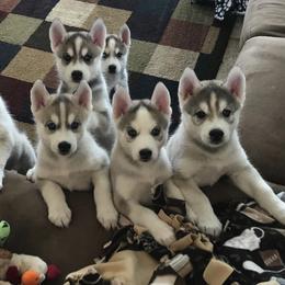 Siberian Husky Puppies from KPM Siberians