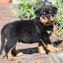 Boy 5 - male Rottweiler puppy in Catawissa, Pennsylvania from Sharp Ridge Rottweilers