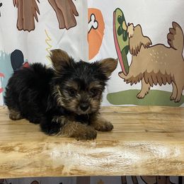 Silver Boy - Black and tan male Yorkshire Terrier puppy in Milan, Indiana from Judy's Pups
