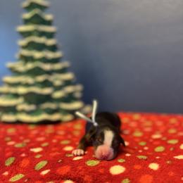 Blue - Tri-color male Bernedoodle puppy in Casper, Wyoming from 307 Doodles