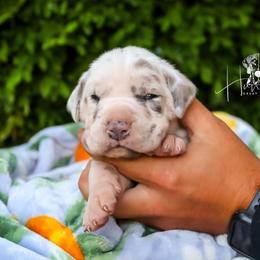 Great Dane Puppies from Hundeity Great Danes