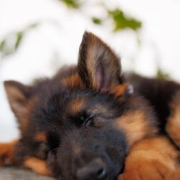 German Shepherd Puppies from Salty Raccoon Ranch German Shepherds