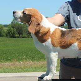 Cilla - Beagle