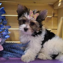 Biewer Terrier puppies from Central Texas Biewer Terriers