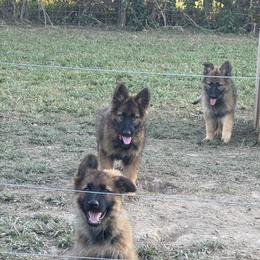 Gunther - Black and red male German Shepherd puppy in Jonesborough, Tennessee from Bouchard’s Best Shepherds