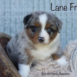 Miniature American Shepherd and Miniature Australian Shepherd Puppies from Borderview Aussies