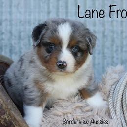 Miniature American Shepherd and Miniature Australian Shepherd Puppies from Borderview Aussies