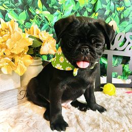 Pug Puppies from Show Stoppers! Lindsay’s Cenla Pugs! Genetic Perfection!