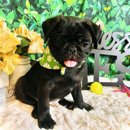 Pug Puppies from Show Stoppers! Lindsay’s Cenla Pugs! Genetic Perfection!
