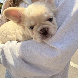 French Bulldog Puppies from Christine's French Bulldogs