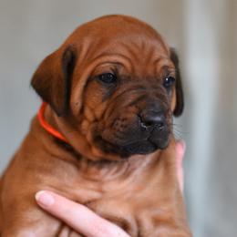 Mr Red - Rhodesian Ridgeback puppy from Rhoxwood Kennel