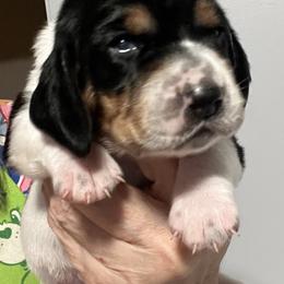 Red collar - Black white and tan female Basset Hound puppy in Huntsville, Texas from Lil Bratz Bassets