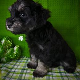 Max - Black and silver male Miniature Schnauzer puppy in Placerville, California from Rpuppies