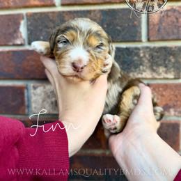 Finn - Chocolate merle male Bernedoodle puppy in Owasso, Oklahoma from Kallams Bernedoodles & Bernese Mountain Dogs