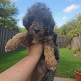 Amelia - Blue merle female Bernedoodle puppy in Lafayette, Alabama from Williams Lake Kennels