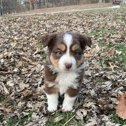 Tri boy - Red tri male Toy Australian Shepherd puppy in Hillsboro, Illinois from Shoal Creek Puppies