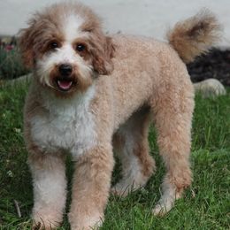 James - Goldendoodle