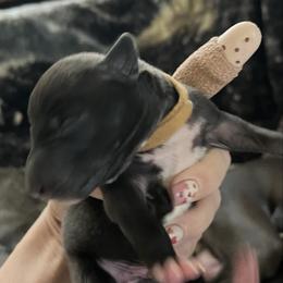Hubert - Black male Italian Greyhound puppy in Las Vegas, Nevada from Amanda's Italian Greyhounds