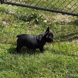 Onyx - Brindle male French Bulldog puppy in Nora Springs, Iowa from Summit View Frenchies
