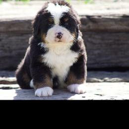 White female - Black tan and white female Bernese Mountain Dog puppy in Winigan, Missouri from Home Sweet Bernese