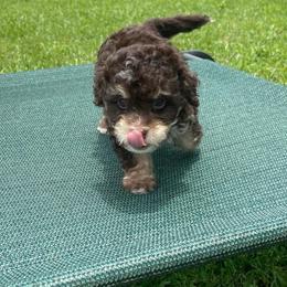 Mira - Brown and white female Bernedoodle puppy in Port Saint Lucie, Florida from Eastside Paws LLC