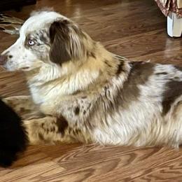 Savvy - Miniature Australian Shepherd