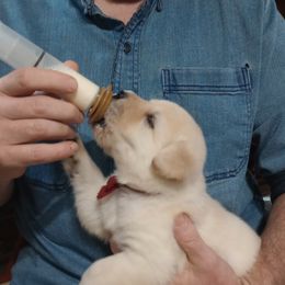 Belgian Laekenois, Dutch Shepherd, Golden Retriever, and Working Dog Cross Puppies from COSWALD BELGIAN LAEKENOIS