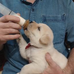 Belgian Laekenois, Dutch Shepherd, Golden Retriever, and Working Dog Cross Puppies from COSWALD BELGIAN LAEKENOIS