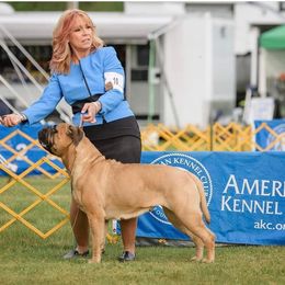 Bullmastiff Puppies from Amulet Bullmastiffs