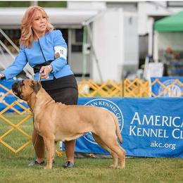 Bullmastiff Puppies from Amulet Bullmastiffs