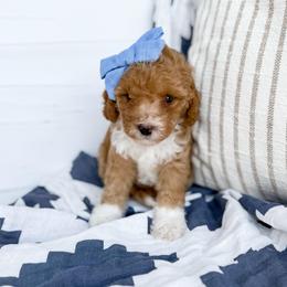 Nebula - lt blue collar girl - Apricot female Cavapoo puppy in Melbourne, Florida from Space Coast Doodle Co.